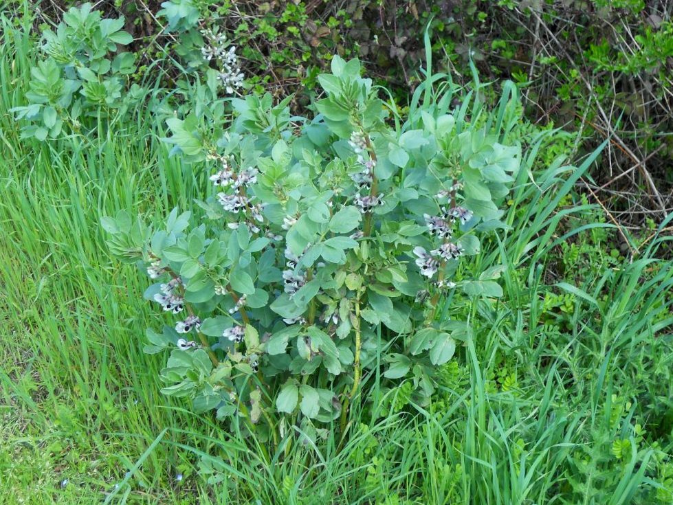 Vicia faba